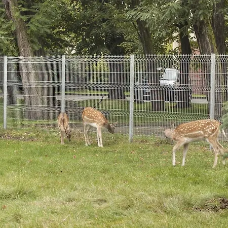 Szálloda I Restauracja Borowianka Ostrów Wielkopolski