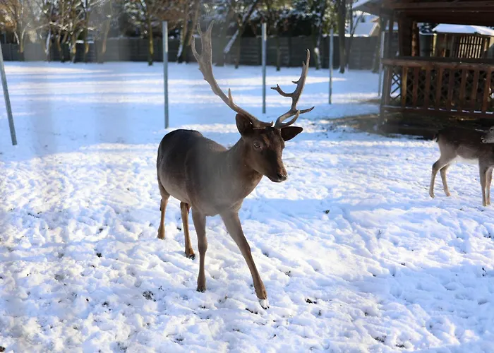I Restauracja Borowianka 3* Ostrow Wielkopolski