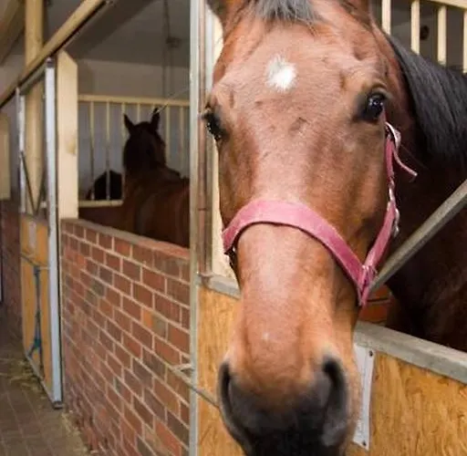 Hotel I Restauracja Borowianka